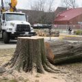 Understanding Tree Relocation Options In Jefferson County, KY With Expert Tree Removal Services