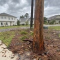 The Art Of Tree Relocation: Why Professional Tree Removal And Management Services Is Vital For Your Geelong Property