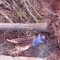 The Benefits Of Hiring A Tree Removal Company In Aurora, OR, For Your Tree Relocation Projects