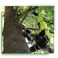 Protecting Gresham's Greenery: The Importance Of Tree Relocation In Tree Removal Services