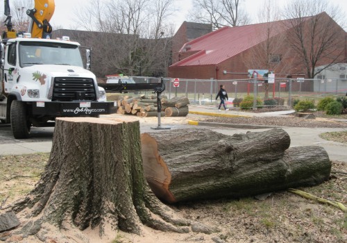 Understanding Tree Relocation Options In Jefferson County, KY With Expert Tree Removal Services