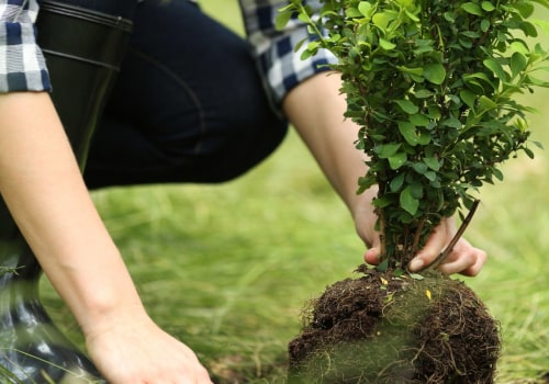 How to Safely Transplant a Tree or Shrub