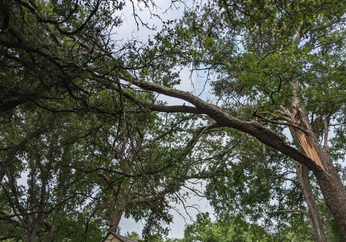 Expert Tree Removal Service And Tree Relocation In Leander, TX: Ensuring Safe And Effective Solutions