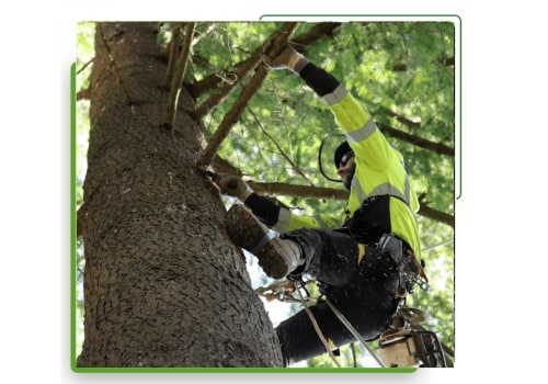 Protecting Gresham's Greenery: The Importance Of Tree Relocation In Tree Removal Services